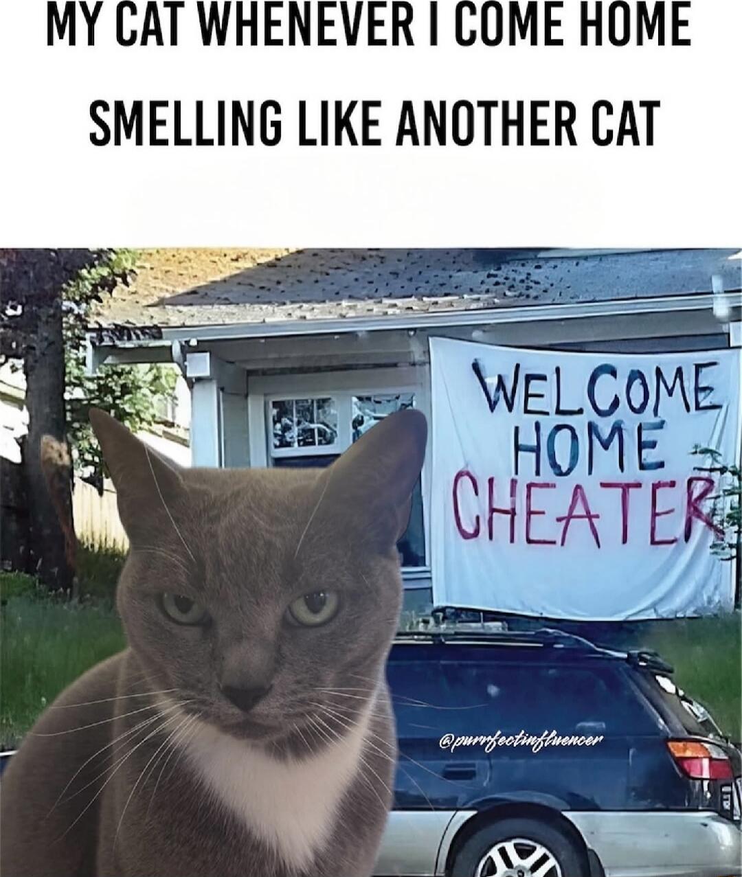 MY CAT WHENEVER I COME HOME SMELLING LIKE ANOTHER CAT
WELCOME HOME CHEATER