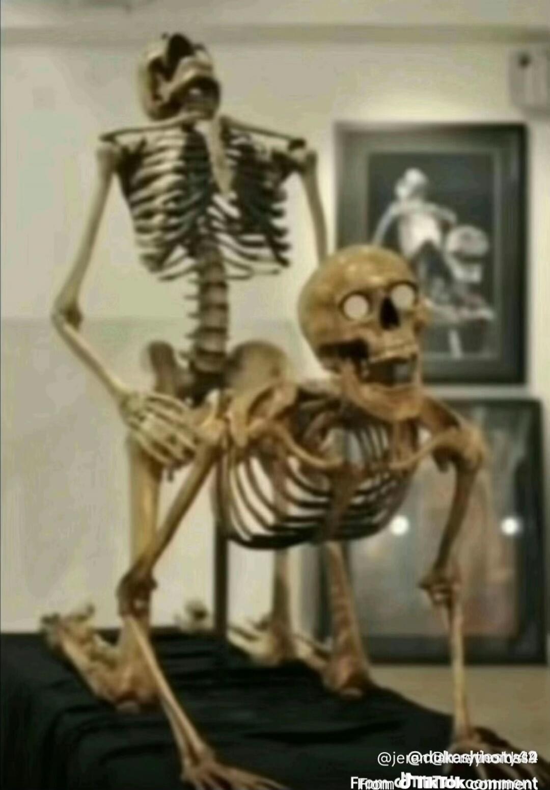 Two skeletal models on display in a museum.