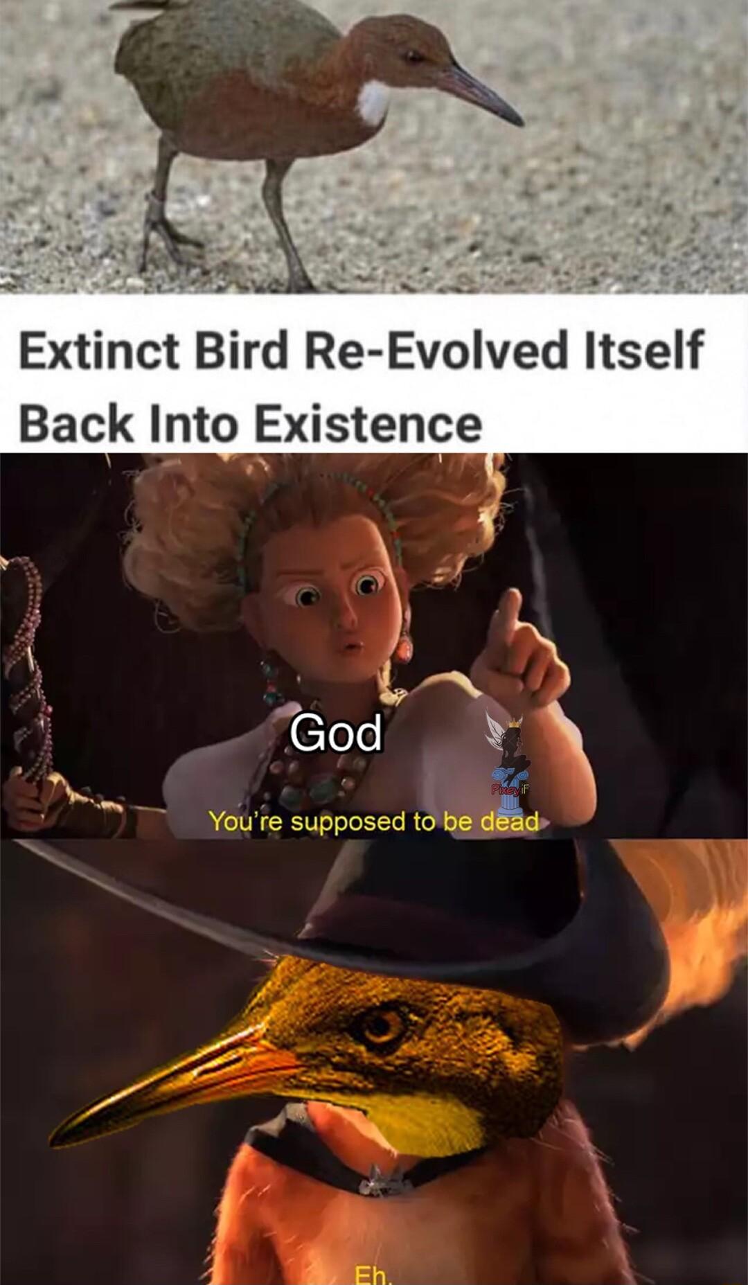 AP Extinct Bird Re Evolved Itself Back Into Existence