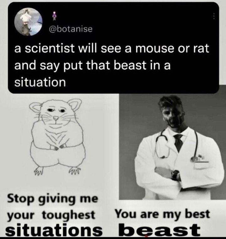 Q botanise a scientist will see a mouse or rat ELC RN S GET R AT SHOET Stop giving me your toughest You are my best situations beast