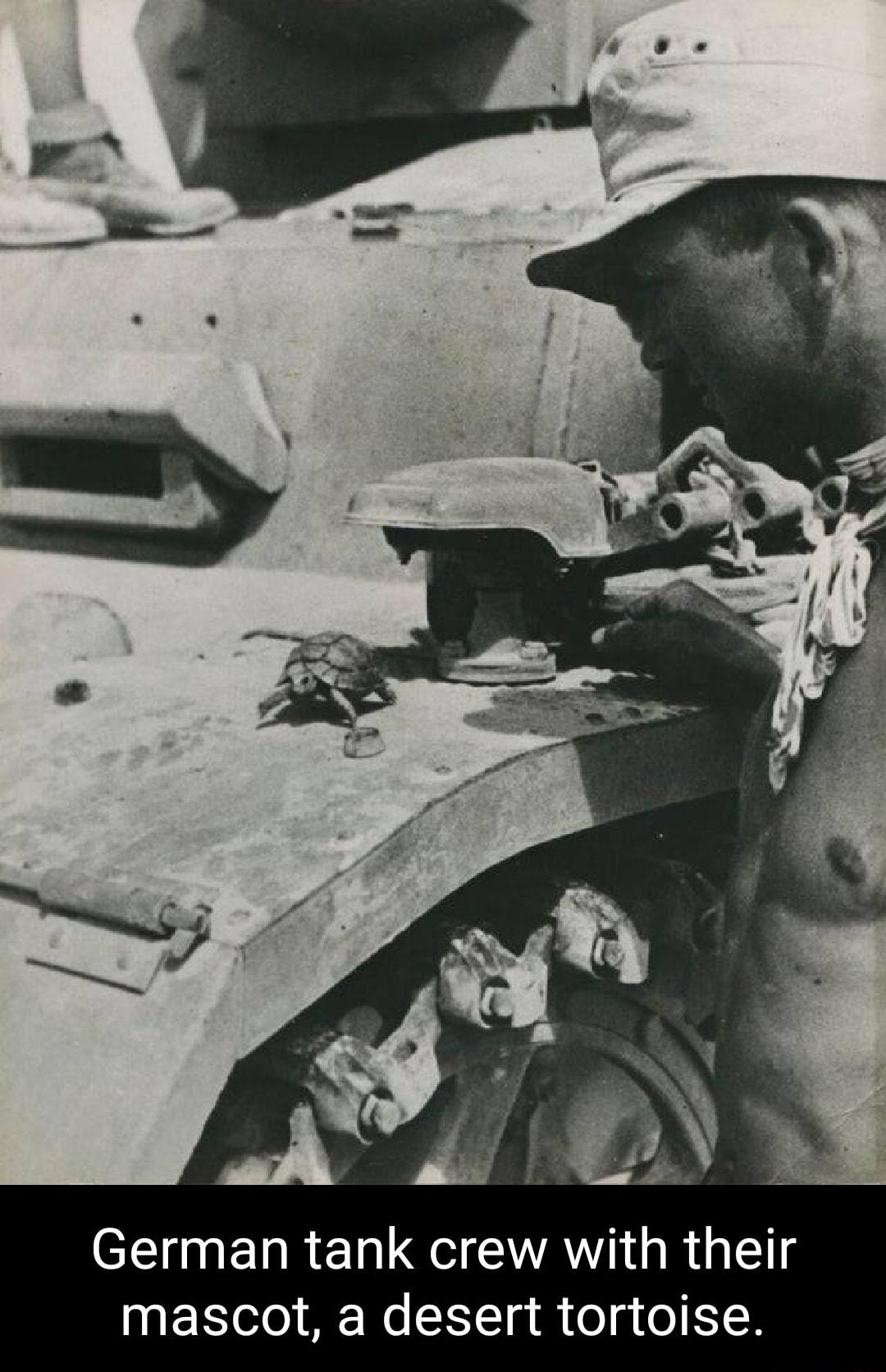 German tank crew with their mascot a desert tortoise