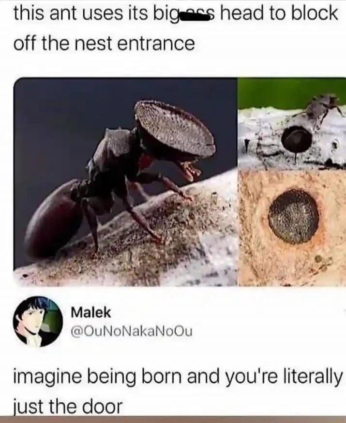 this ant uses its big head to block off the nest entrance imagine being born and you're literally just the door