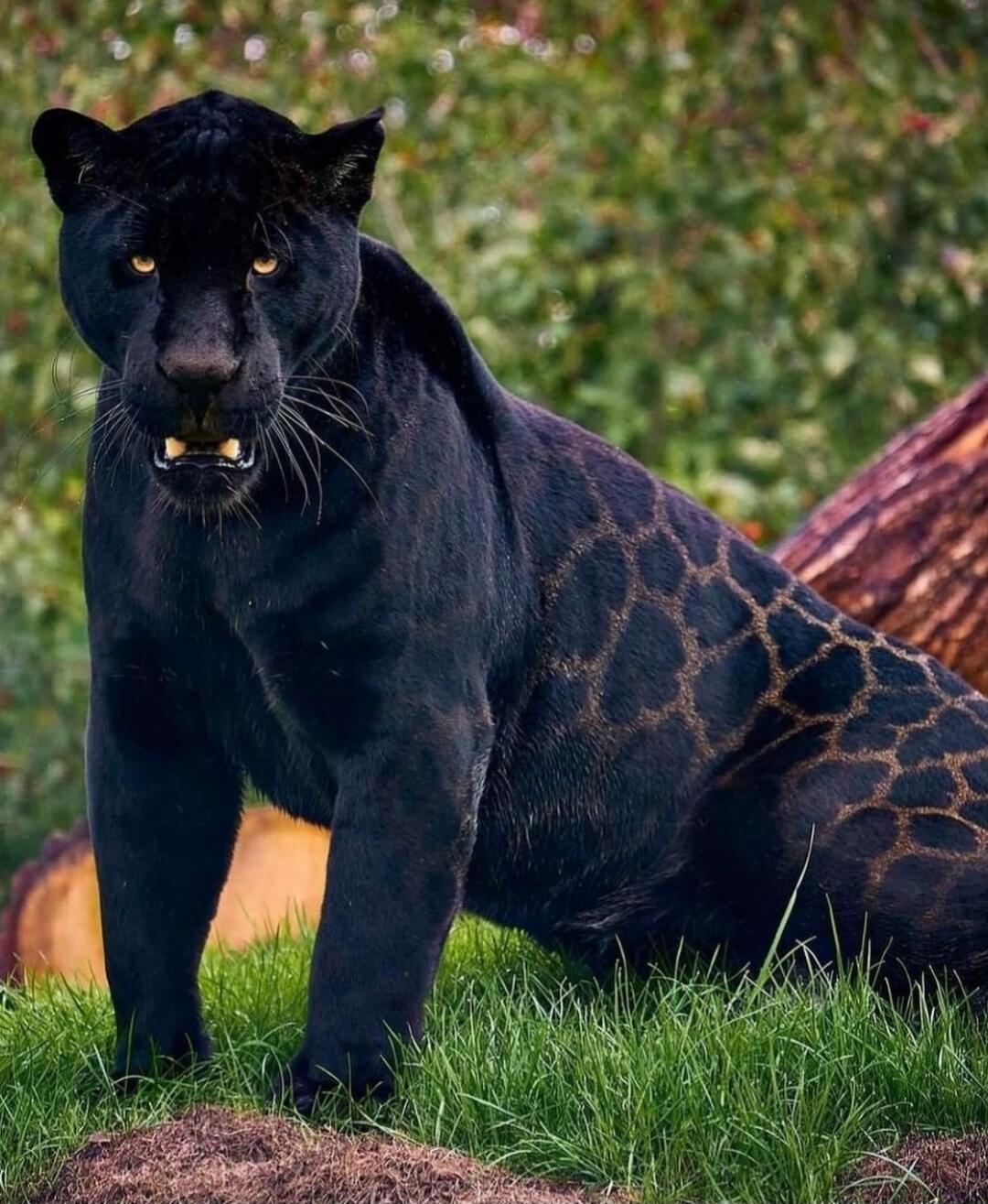 A melanistic big cat (black panther) with visible rosette patterns on its side, standing on grass.