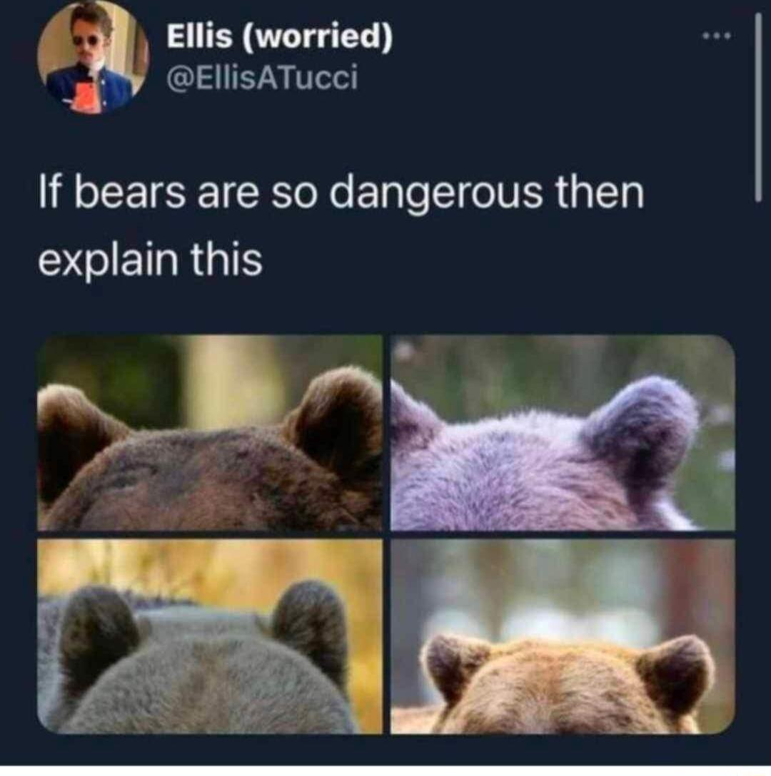 g Etis worried EllisATucci If bears are so dangerous then DCIETRGIS ol