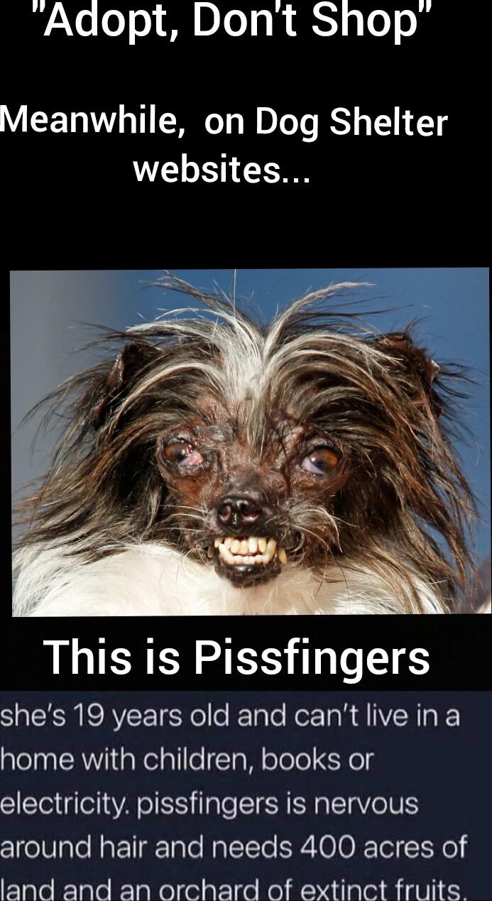 Adopt Dont Shop Meanwhile on Dog Shelter websites This is Pissfingers SNSRI Yol le e ToTe Nor TaRal N T home with children books or electricity pissfingers is nervous around hair and needs 400 acres of land and an orchard of extinct fruits