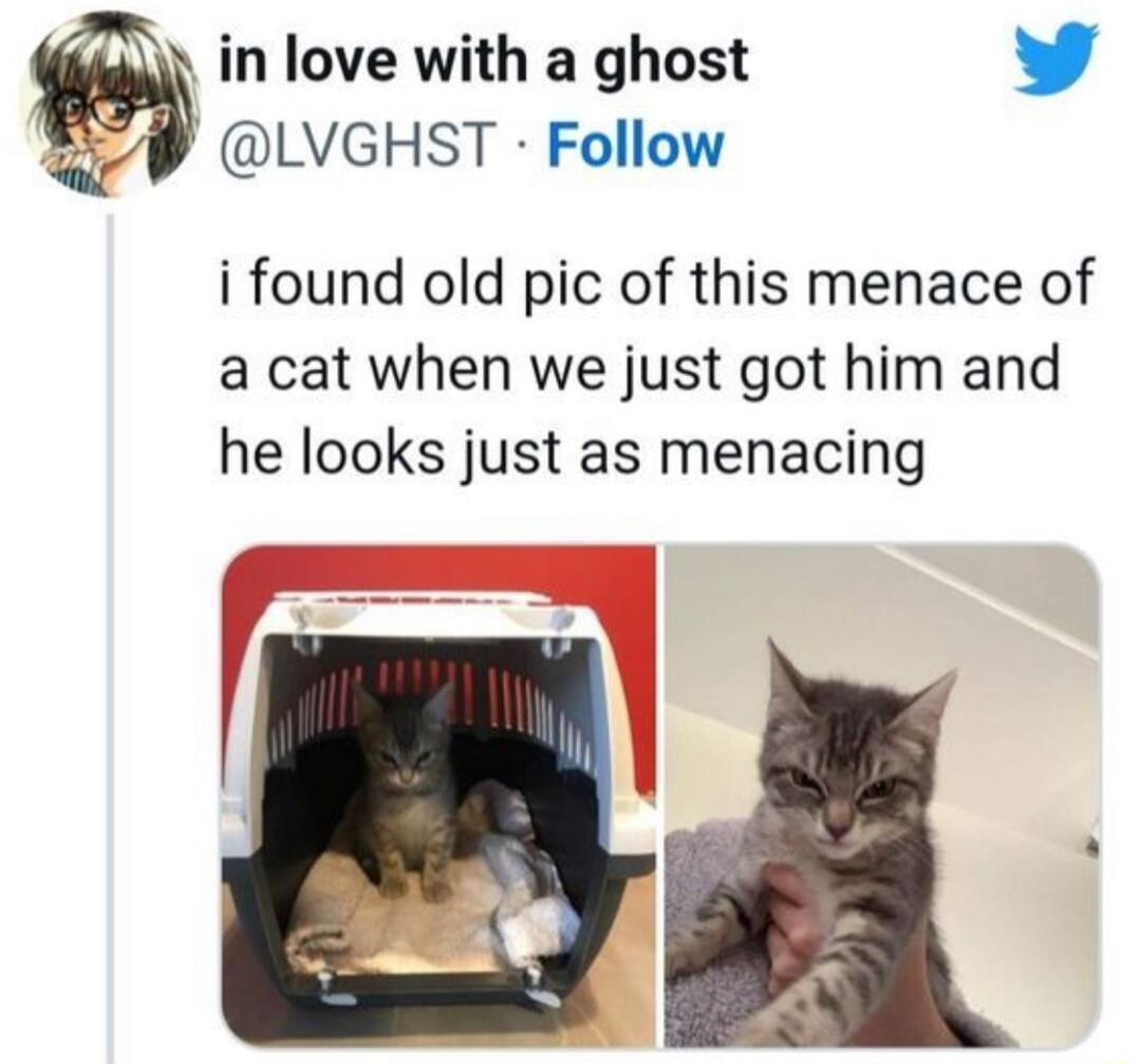 in love with a ghost L 4 LVGHST Follow i found old pic of this menace of a cat when we just got him and he looks just as menacing