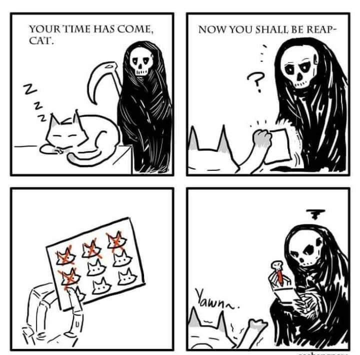 YOUR TIME HAS COME NOW YOU SHALL BE REAP CAT