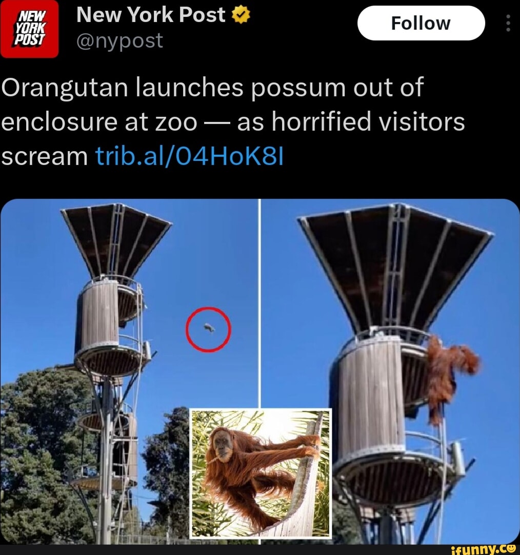 New York Post m nypost Orangutan launches possum out of enclosure at zoo as horrified visitors SITEE