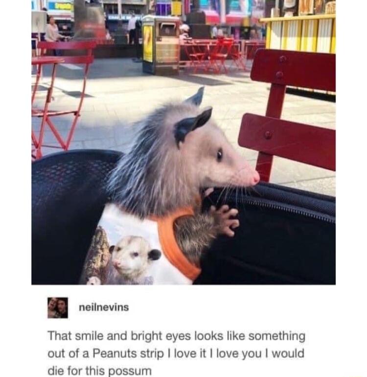 W reinevis That smile and bright eyes looks like something out of a Peanuts strip love it love you would die for this possum