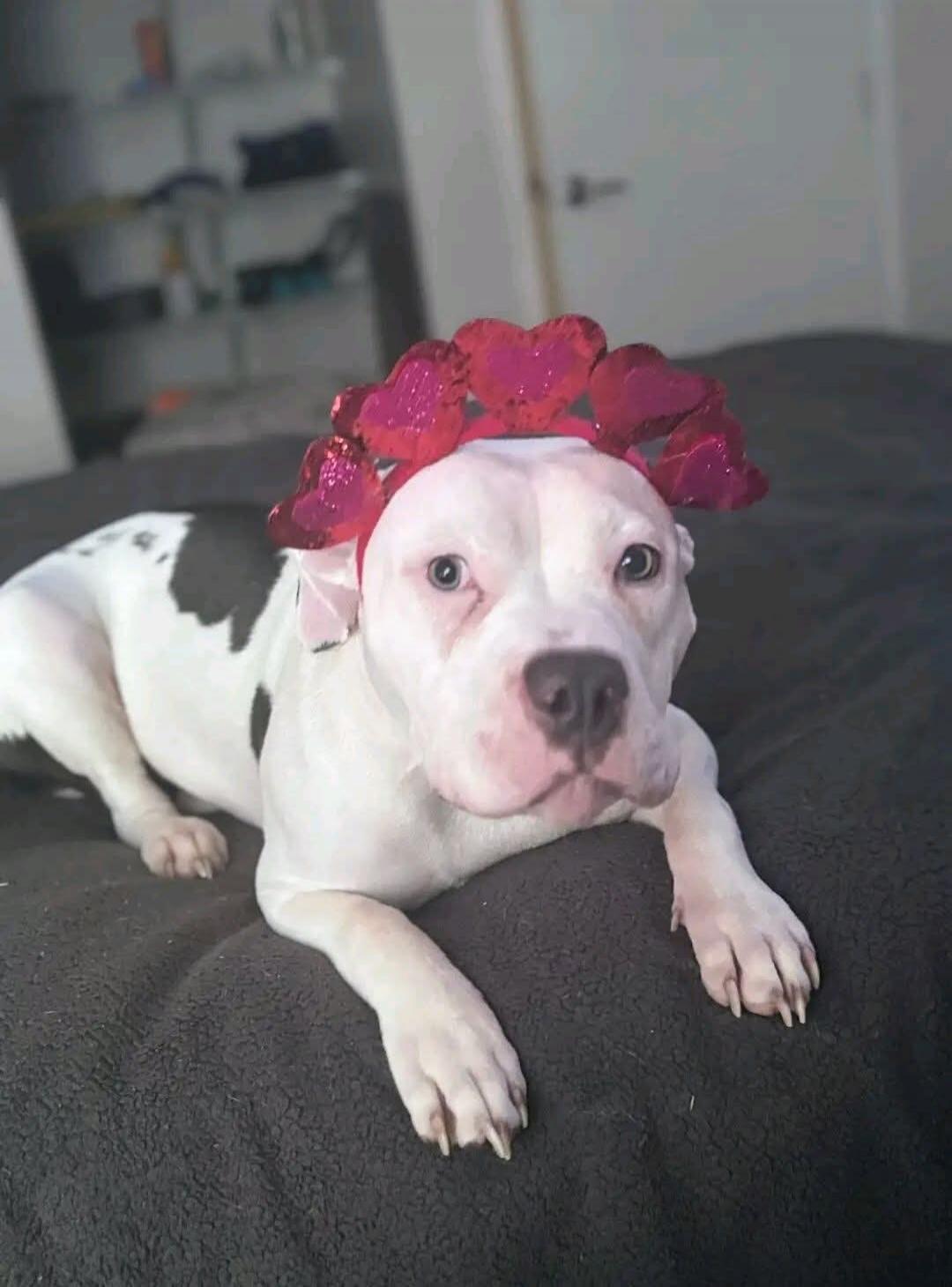 A white dog with black spots wearing a red flower crown lying on a dark blanket.