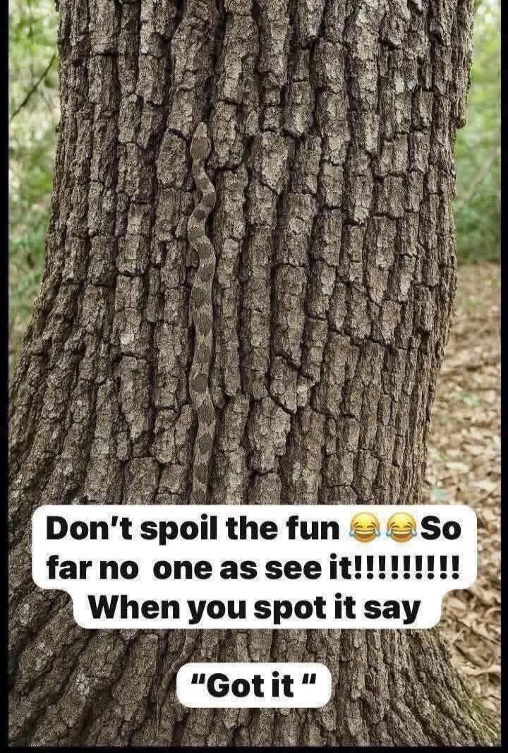 Don't spoil the fun 😂😂😂 So far no one as see it!!!!!!!! When you spot it say 