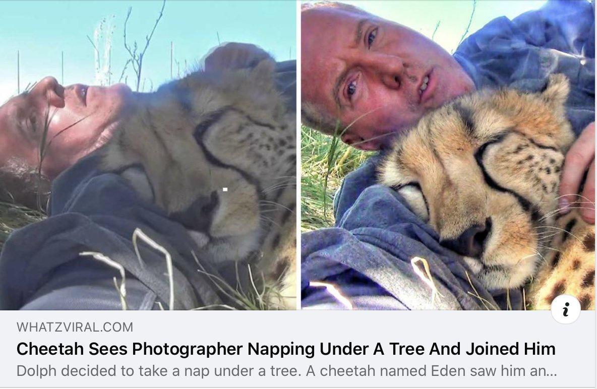 WHATZVIRALCOM Cheetah Sees Photographer Napping Under A Tree And Joined Him Dolph decided to take a nap under a tree A cheetah named Eden saw him an