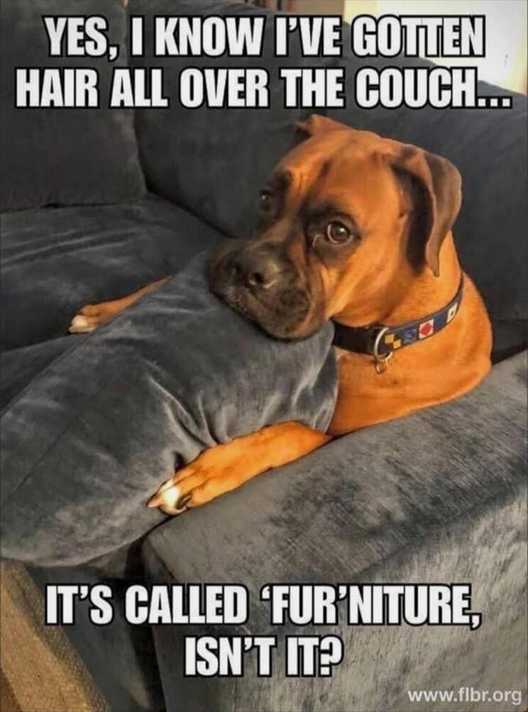 YES, I KNOW I'VE GOTTEN HAIR ALL OVER THE COUCH... IT'S CALLED 'FUR'NITURE, ISN'T IT?