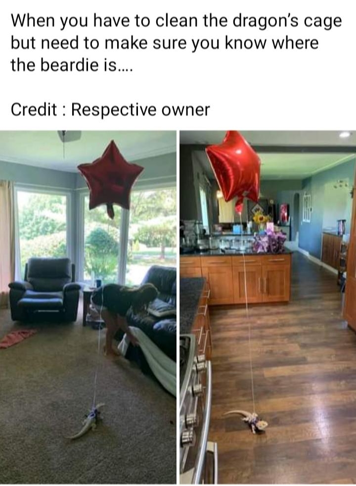 When you have to clean the dragons cage but need to make sure you know where the beardie is Credit Respective owner