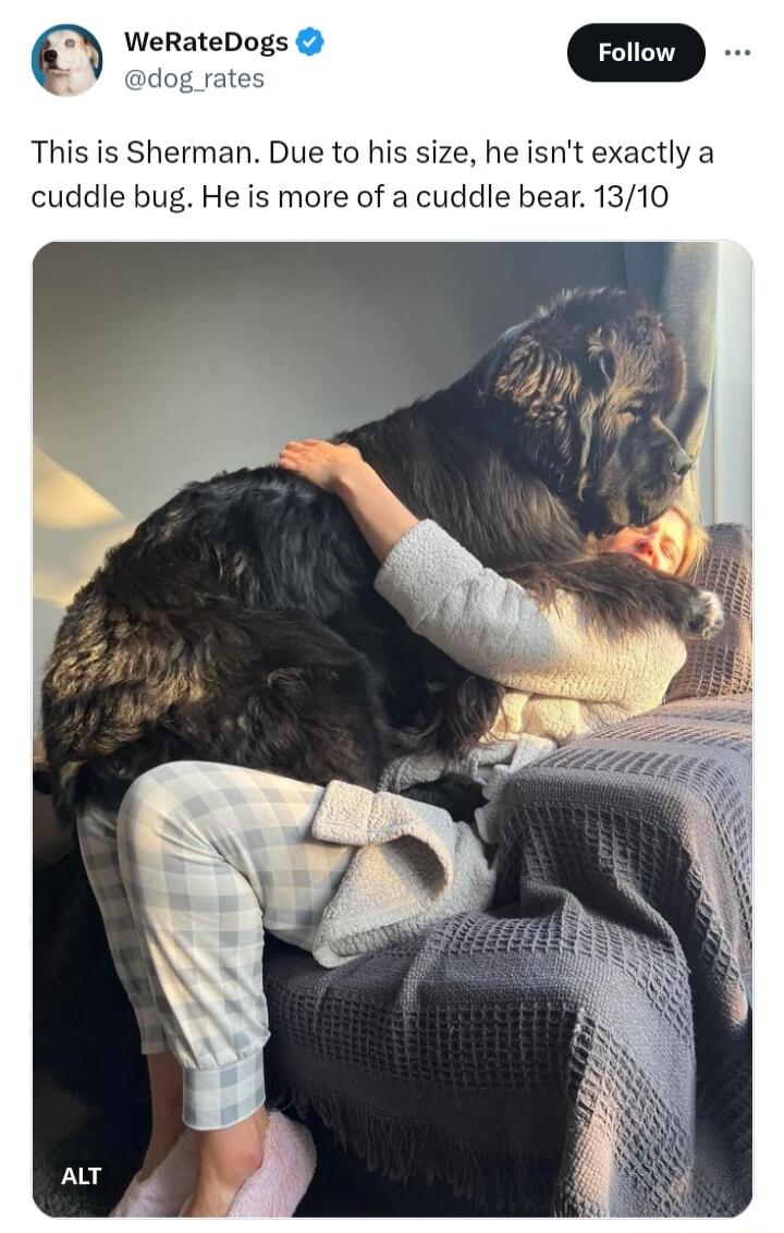 rates This is Sherman Due to his size he isnt exactly a cuddle bug He is more of a cuddle bear 1310