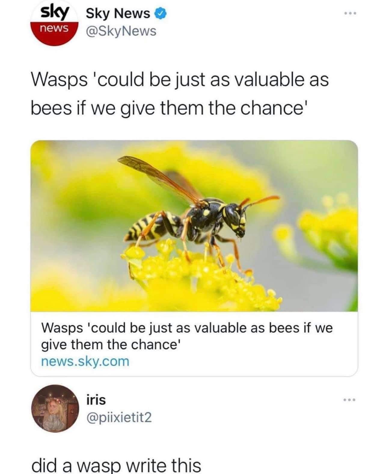 sky sky News w SkyNews Wasps could be just as valuable as bees if we give them the chance Wasps could be just as valuable as bees if we give them the chance newsskycom iris piixietit2 did a wasp write this