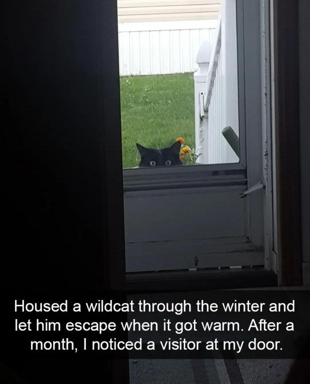 Housed a wildcat through the winter and let him escape when it got warm After a aalelati N TeliTolTe VIt ol g 14y VAo oTe T 4