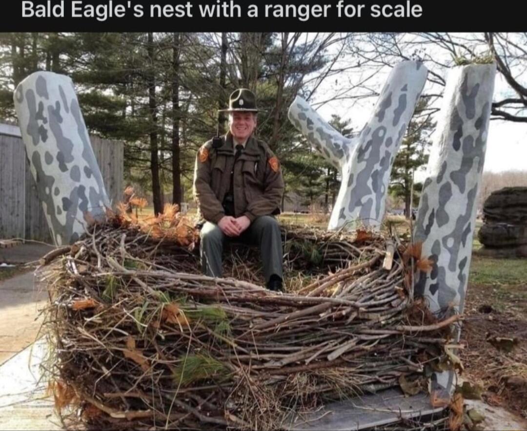 Bald Eagles nest with a ranger for scale
