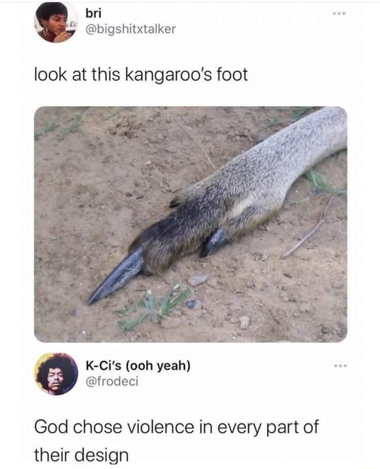 bri D bigshitxtalker look at this kangaroos foot K Cis ooh yeah frodeci God chose violence in every part of their design