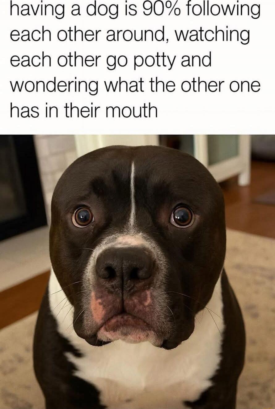 having a dog is 90% following each other around, watching each other go potty and wondering what the other one has in their mouth