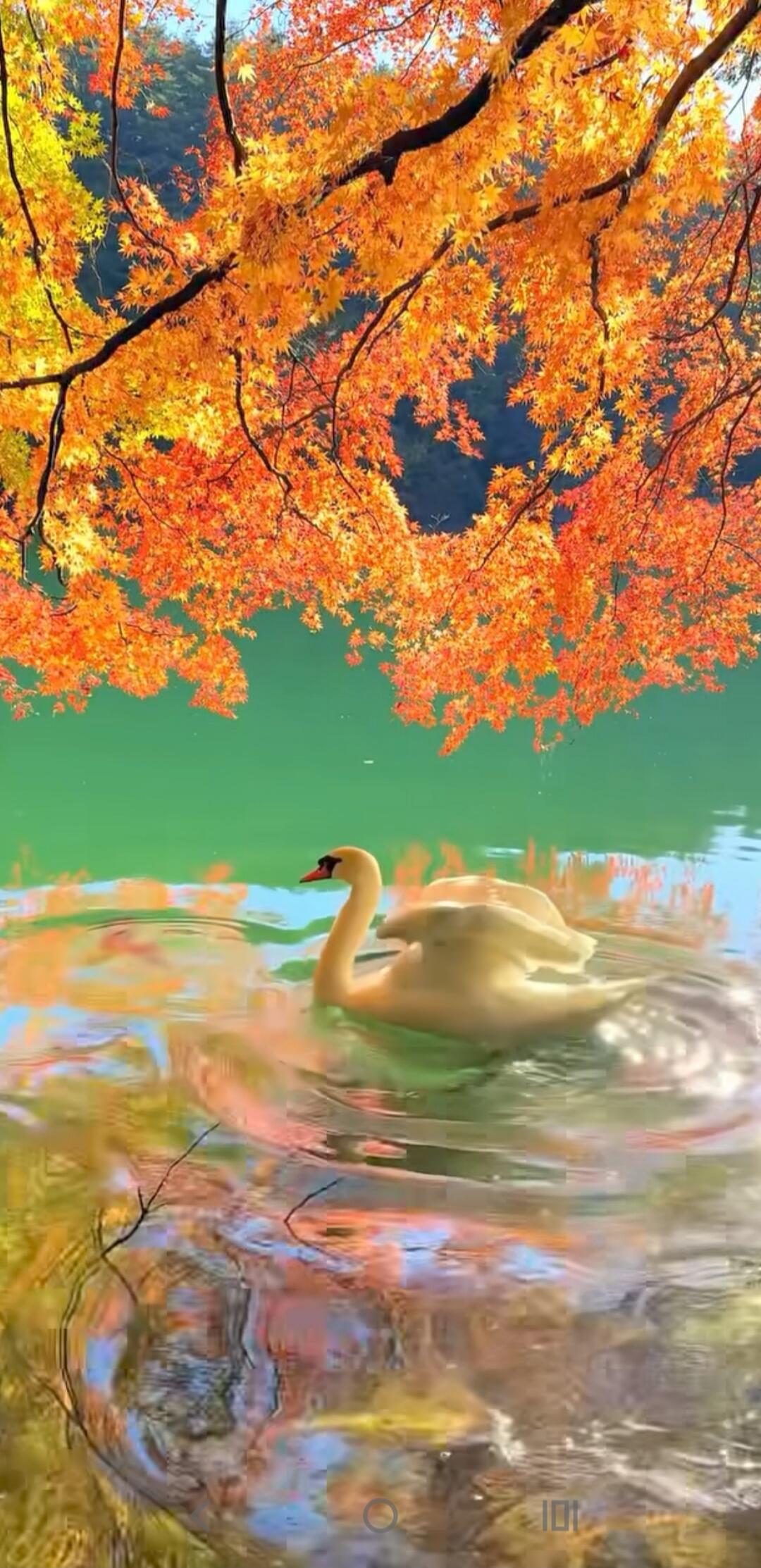 A swan swimming on a calm lake under orange autumn leaves.
