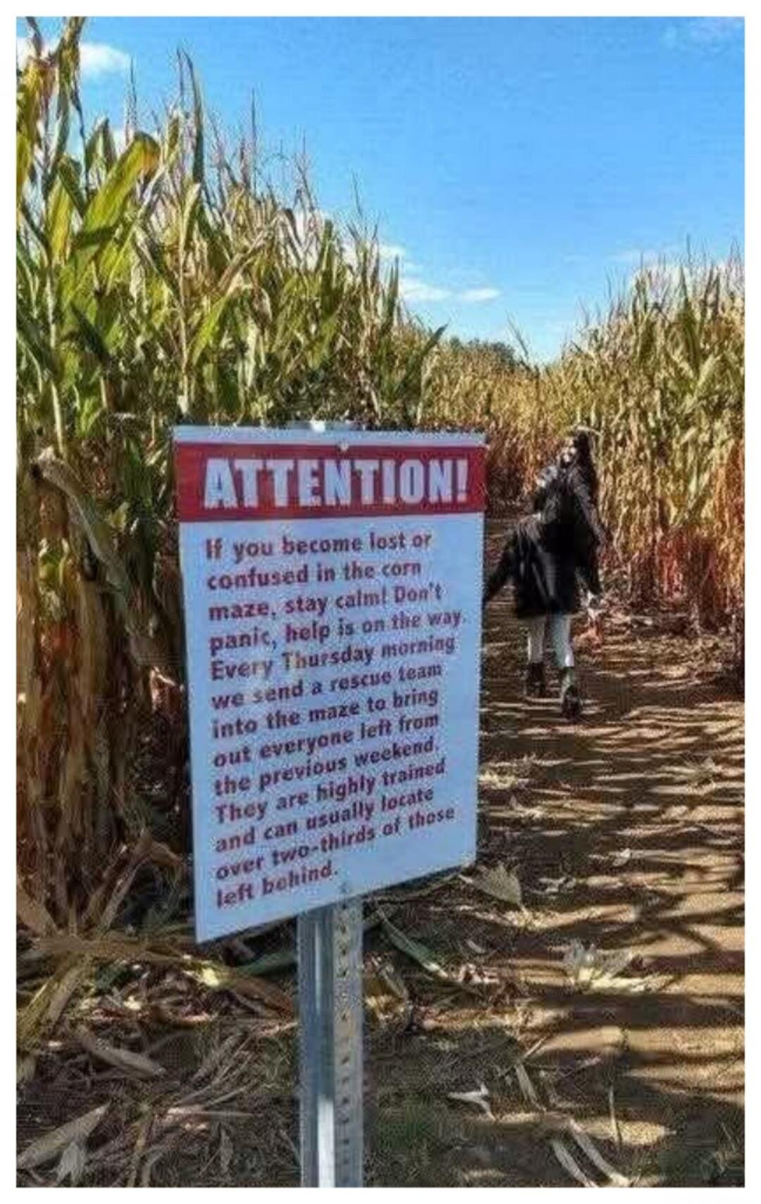 ATTENTION! If you become lost or confused in the corn maze, stay calm! Don't panic, help is on the way. Every Thursday morning we send a rescue team into the maze to bring out everyone left from the previous weekend. They are highly trained and can usually locate over two-thirds of those left behind.