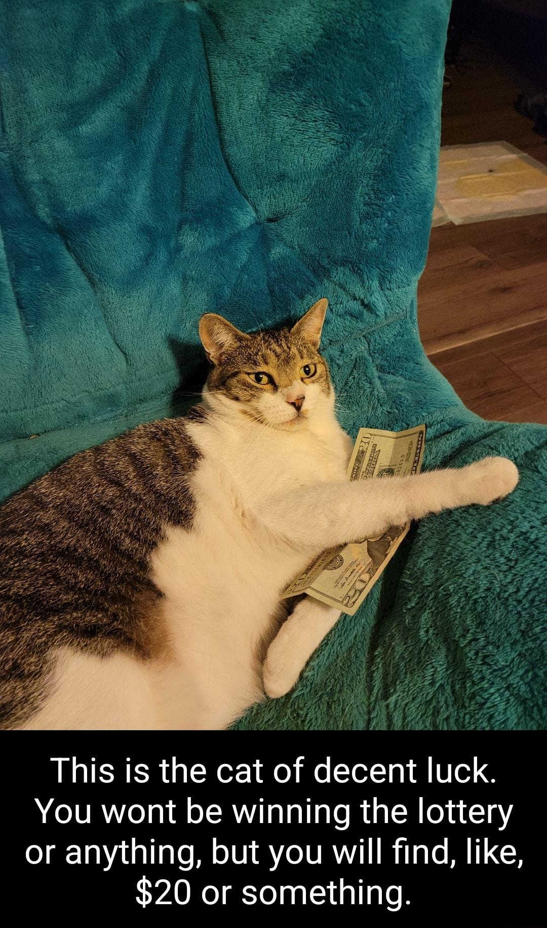 This is the cat of decent luck You wont be winning the lottery or anything but you will find like 20 or something