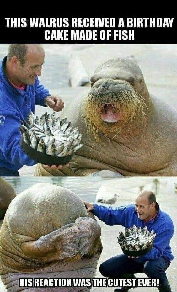 THIS WALRUS RECEIVED A BIRTHDAY CAKE MADE OF FISH T HIS REAGTION WAS THEGUTEST EVER