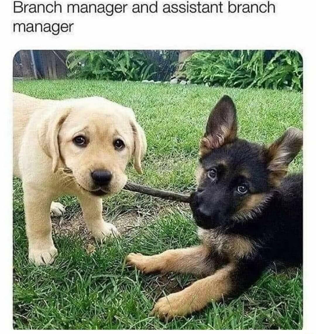 Branch manager and assistant branch manager