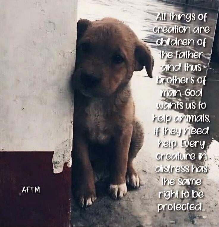 All things of creation are children of the Father and thus brothers of man. God wants us to help animals, if they need help. Every creature in distress has the same right to be protected... AFTM