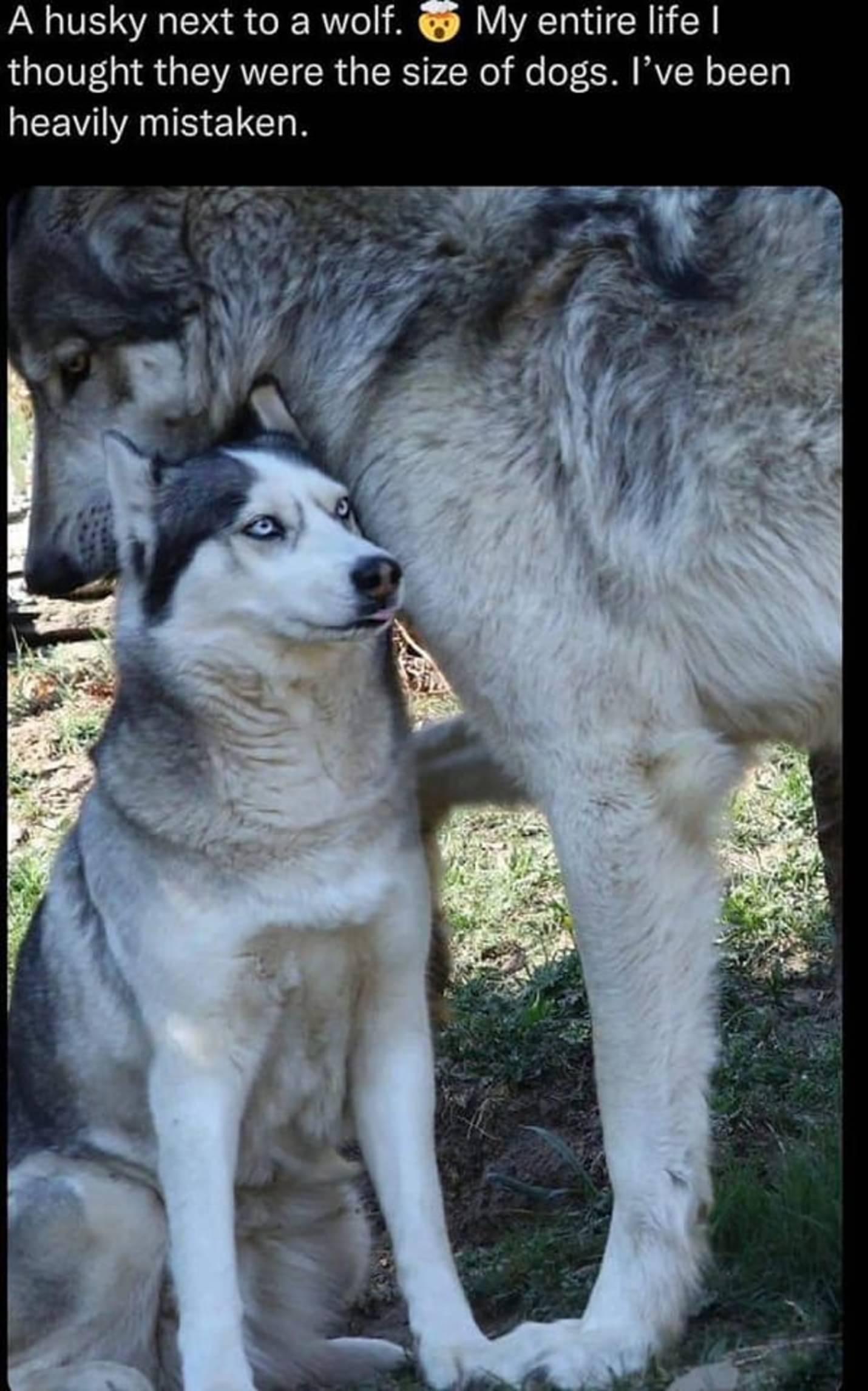 A husky next to a wolf My entire life thought they were the size of dogs Ive been EEVIANS EIEL N