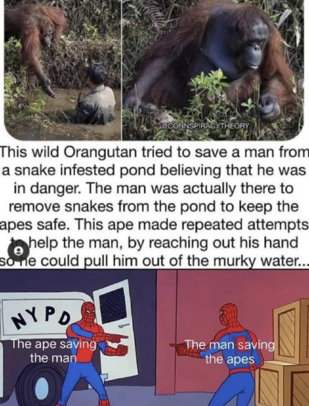 his wild Orangutan tried to save a man fro a snake infested pond believing that he was in danger The man was actually there to remove snakes from the pond to keep the apes safe This ape made repeated attempts gelp the man by reaching out his hand e could pull him out of the murky water he ape saving The man savingl the man the apes i N