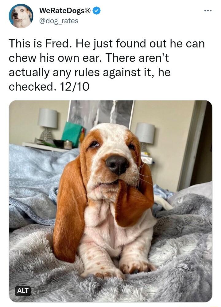 N WeRateDogs dog_rates This is Fred He just found out he can chew his own ear There arent actually any rules against it he checked 1210 f f I