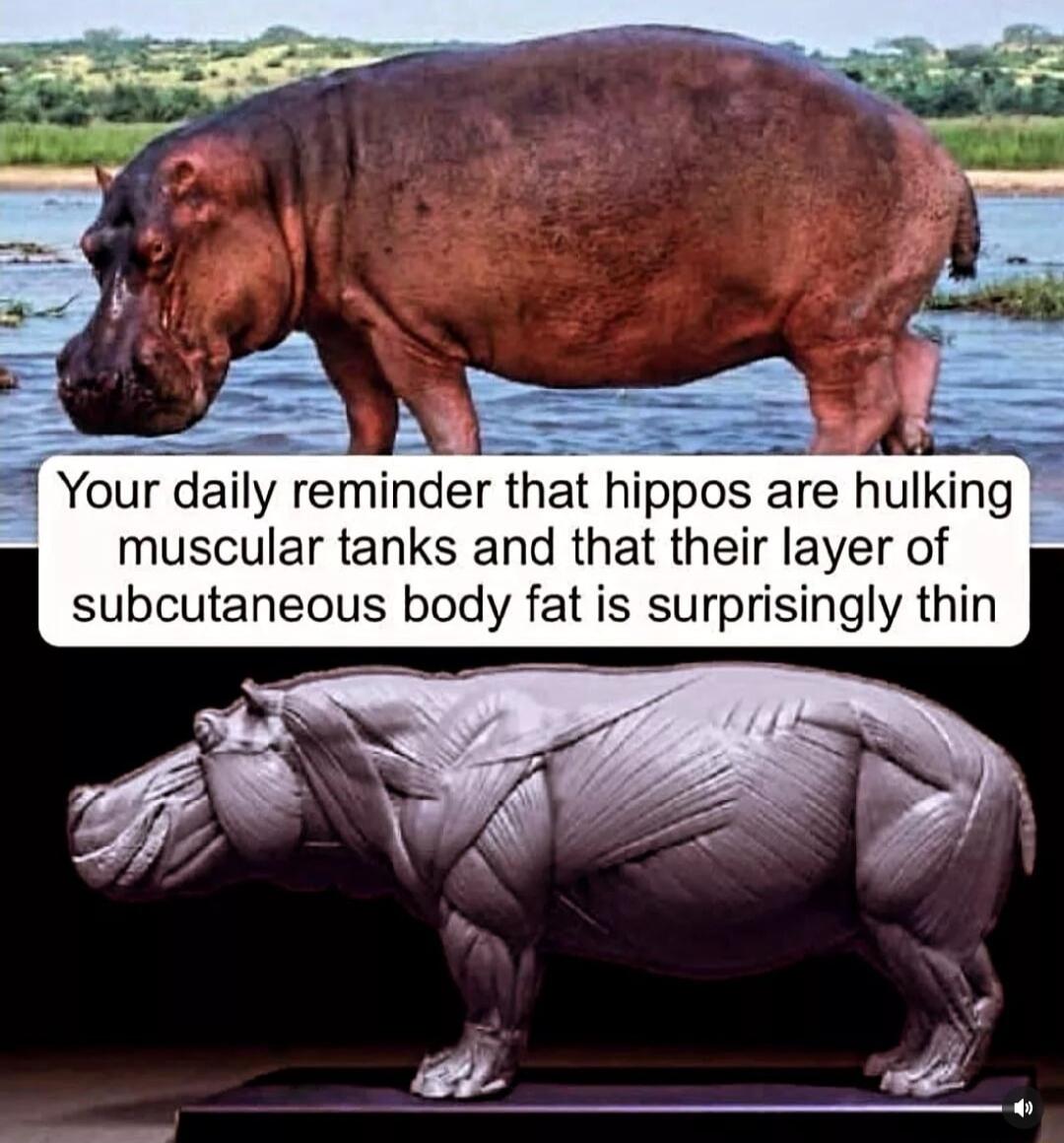 IE Your daily reminder that hippos are hulking muscular tanks and that their layer of subcutaneous body fat is surprisingly thin