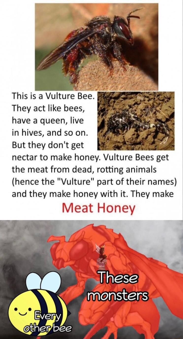 This is a Vulture Bee They act like bees have a queen live in hives and so on But they dont get nectar to make honey Vulture Bees get the meat from dead rotting animals hence the Vulture part of their names and they make honey with it They make Meat Honey Ev ethevbee