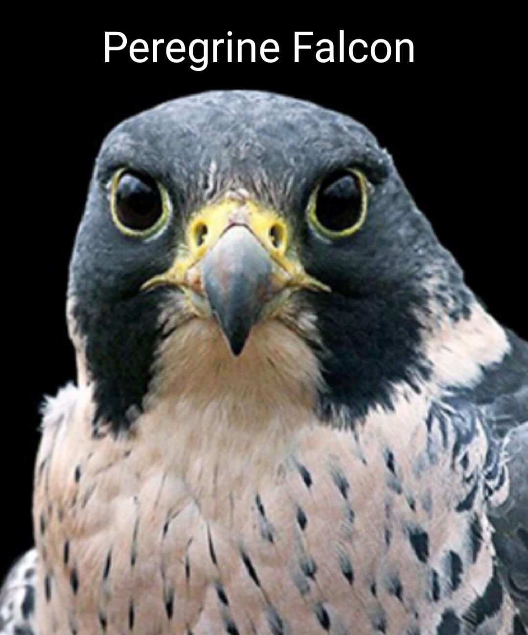 Peregrine Falcon
