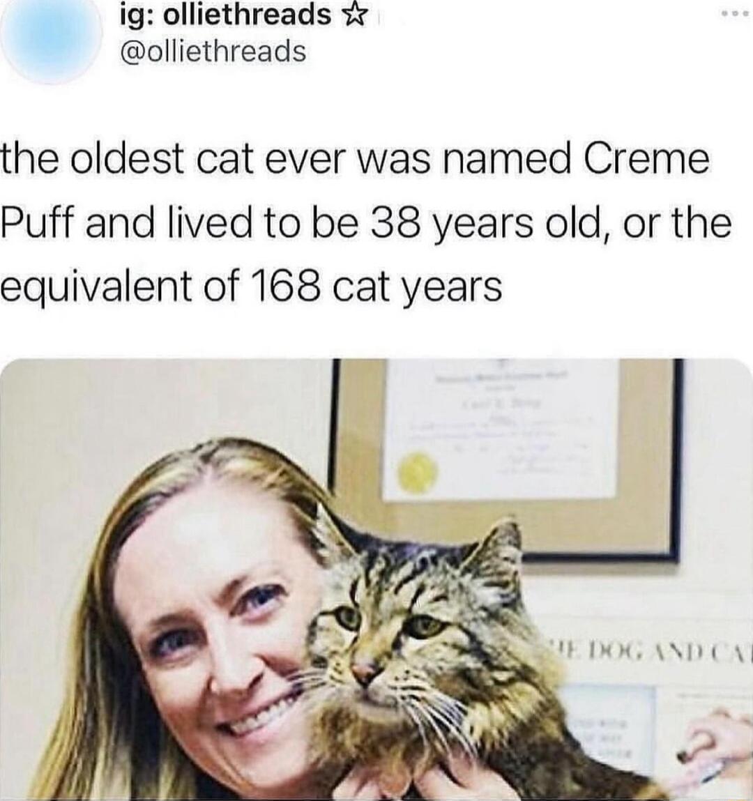 ig olliethreads v olliethreads the oldest cat ever was named Creme Puff and lived to be 38 years old or the equivalent of 168 cat years