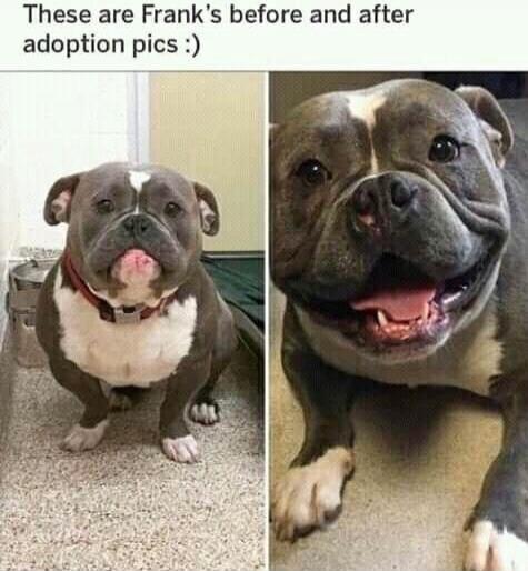 These are Frank's before and after adoption pics :)