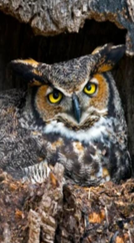 An owl with yellow eyes peering out from a tree cavity.