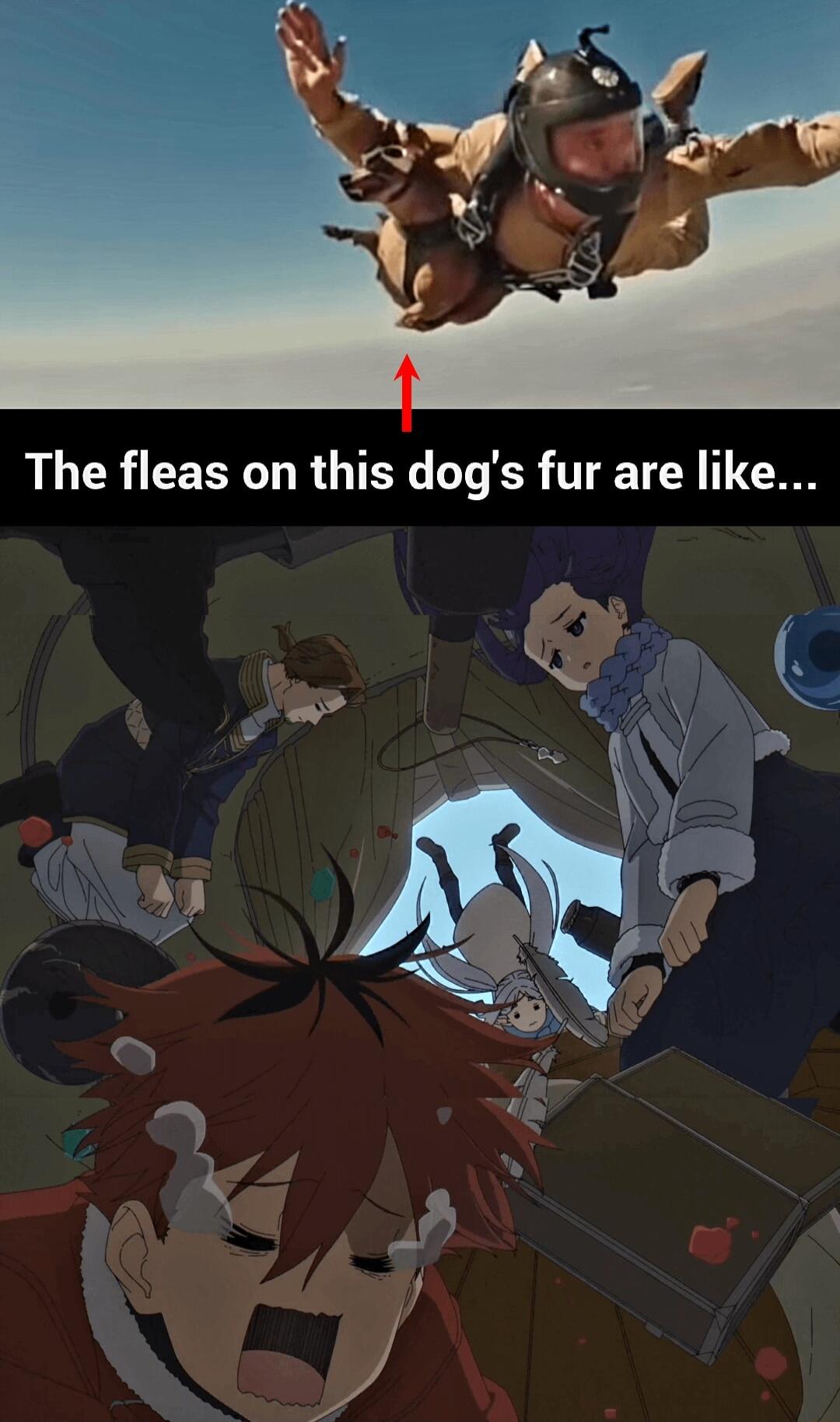 CRTLETCN T The fleas on this dog