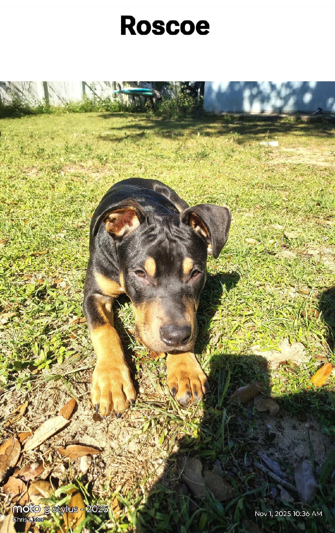 Roscoe
Nov 1, 2025 10:36 AM
moto g stylus - 2025