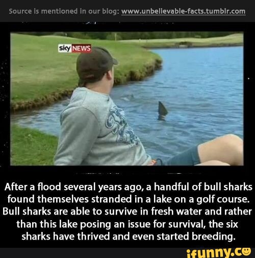 Source Is mentioned In our blog wwwunbellevable factstumblrcom After a flood several years ago a handful of bull sharks found themselves stranded in a lake on a golf course Bull sharks are able to survive in fresh water and rather than this lake posing an issue for survival the six sharks have thrived and even started breeding