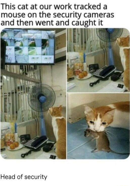 This cat at our work tracked a mouse on the security cameras and then went and caught it Head of security