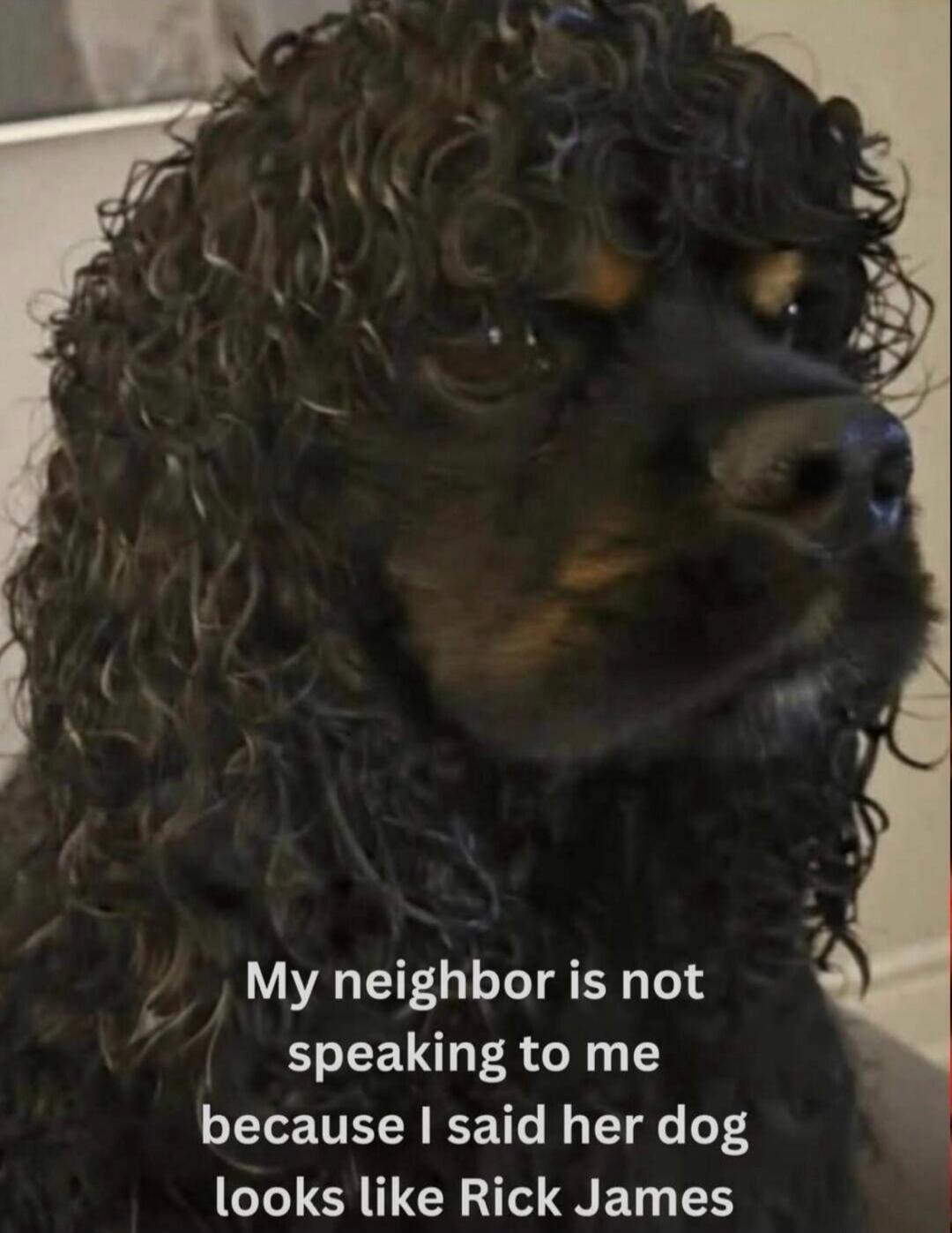 My neighbor is not speaking to me because I said her dog looks like Rick James