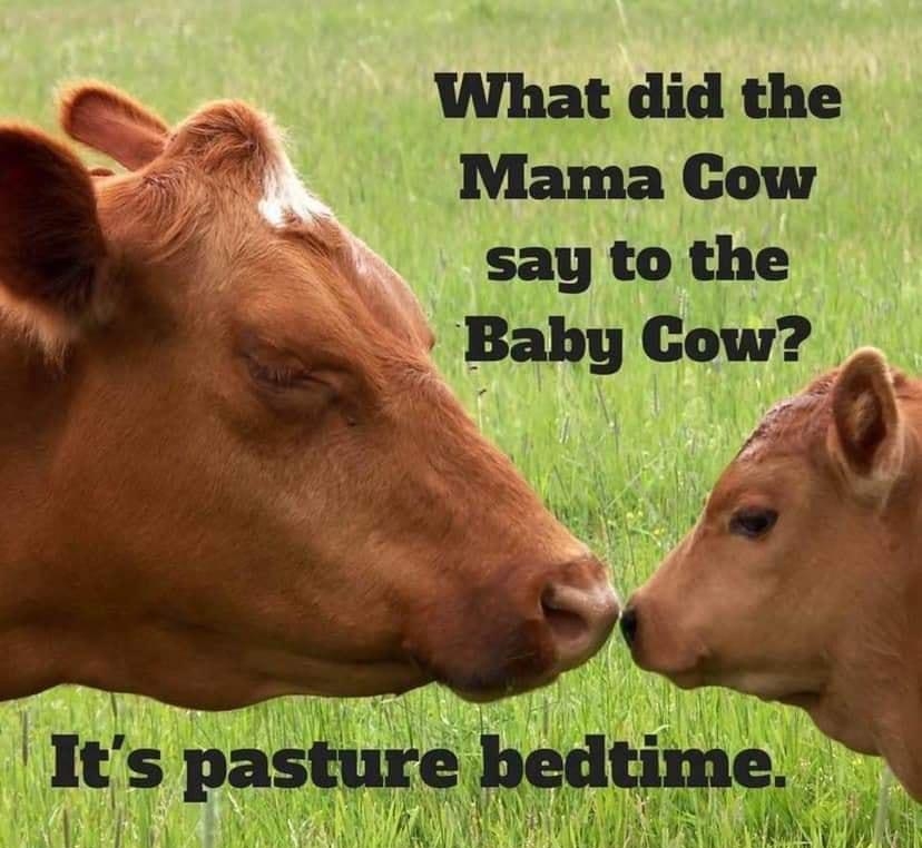 e What did the el Mama Cow say to the