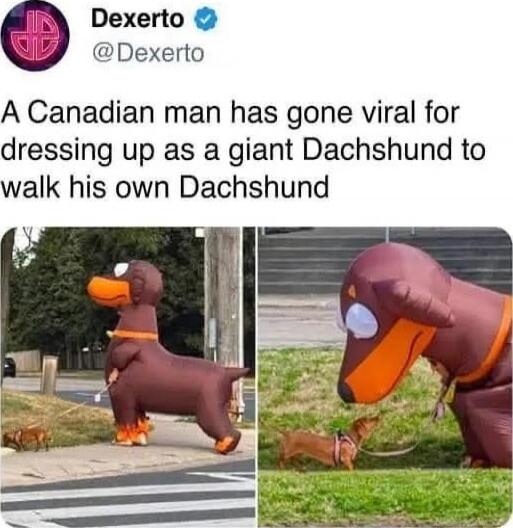 A Canadian man has gone viral for dressing up as a giant Dachshund to walk his own Dachshund