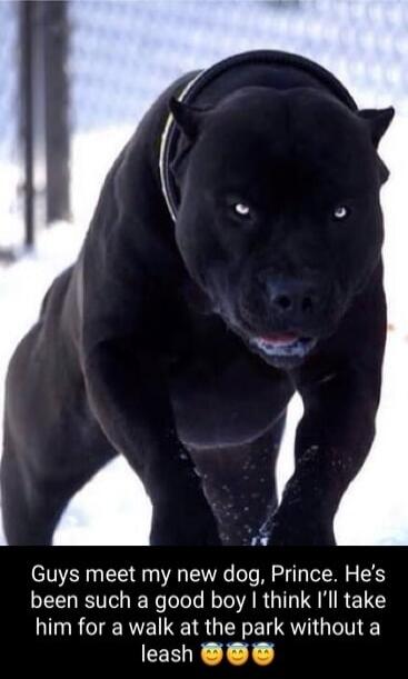 Guys meet my new dog, Prince. He's been such a good boy I think I'll take him for a walk at the park without a leash 😬😬😬
