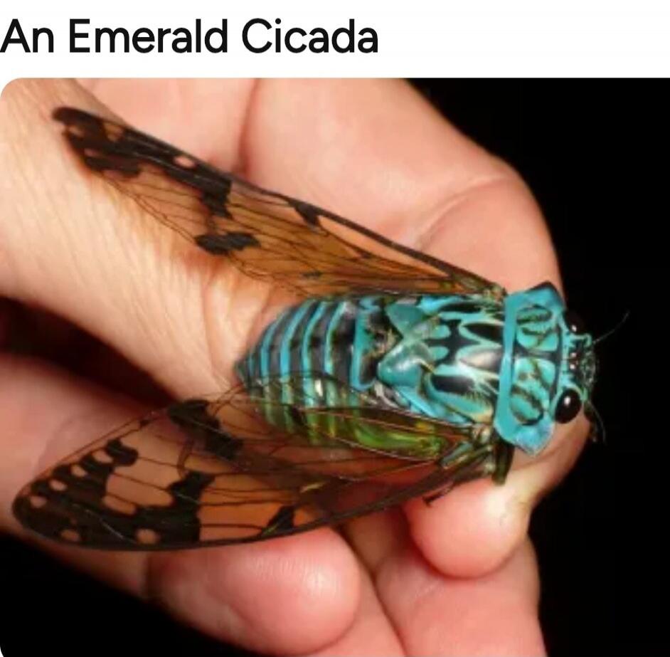 An Emerald Cicada