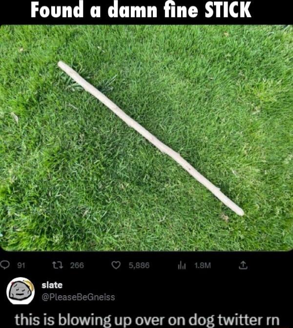 Found a damn fine STICK this is blowing up over on dog twitter rn