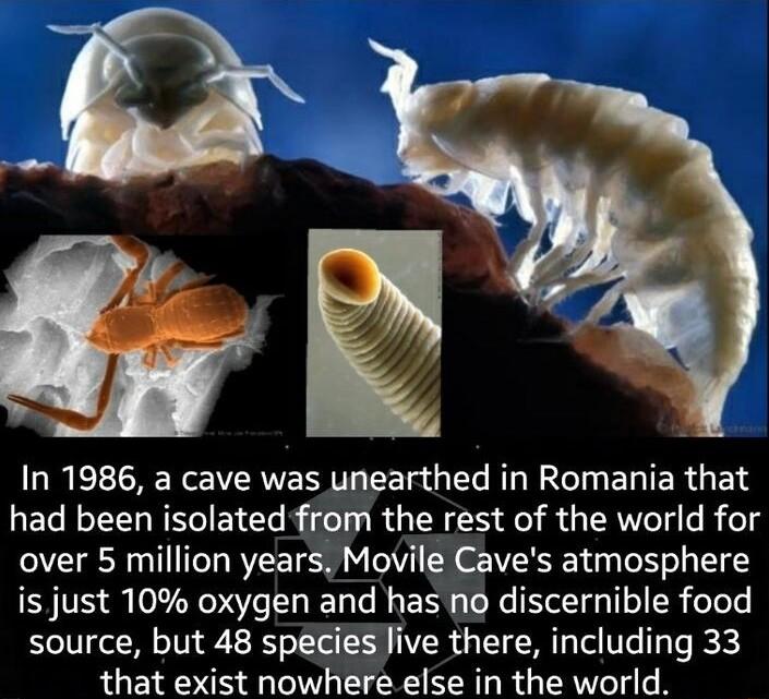 In 1986 a cave was unearthed in Romania that had been isolated from the rest of the world for over 5 million years Movile Caves atmosphere is just 10 oxygen and has no discernible food source but 48 species live there including 33 that exist nowhere else in the world